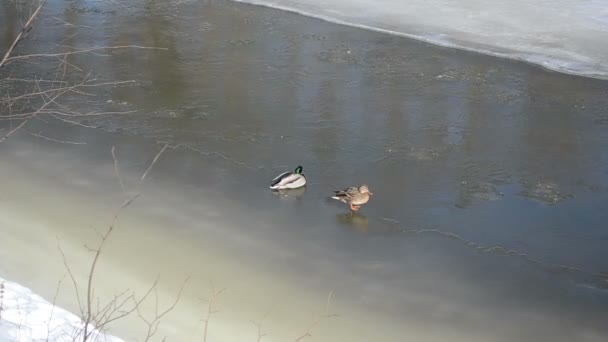 Couple grand canard (anas platyrhynchos) reste hiver rivière glace — Video