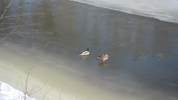 Pareja grande pato (anas platyrhynchos) resto invierno río hielo — Vídeo de stock