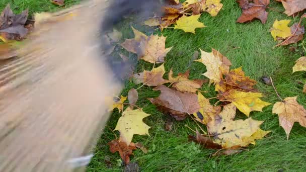 Closeup kleurrijke herfst maple tree hark houten raker — Stockvideo