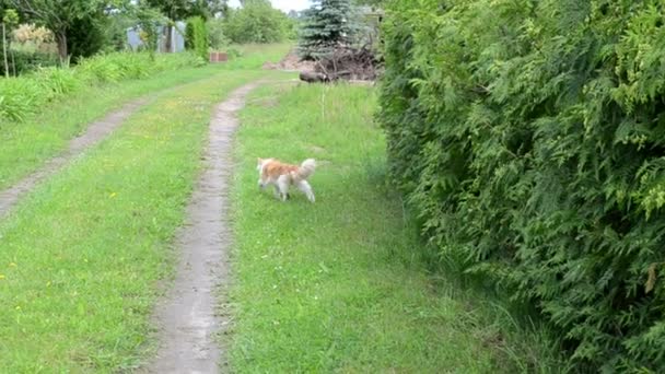 Naranja gato blanco caminar sobre hierba y pájaro casa nido — Vídeos de Stock