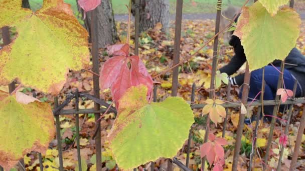Žena sběr podzimního listí — Stock video