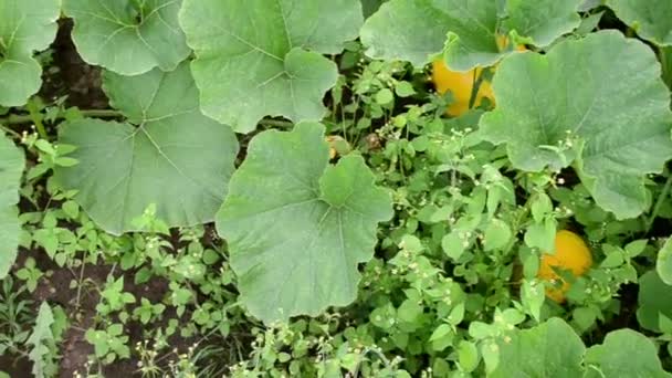 Pompoen groente blad groeien omgeven onkruid — Stockvideo