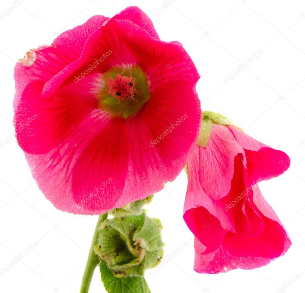 mallow flower red plant bloom isolated on white