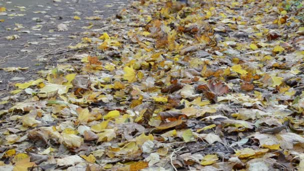 Park orman yolu sonbahar renkli yaprakları kadın kauçuk ayakkabı yürümek — Stok video