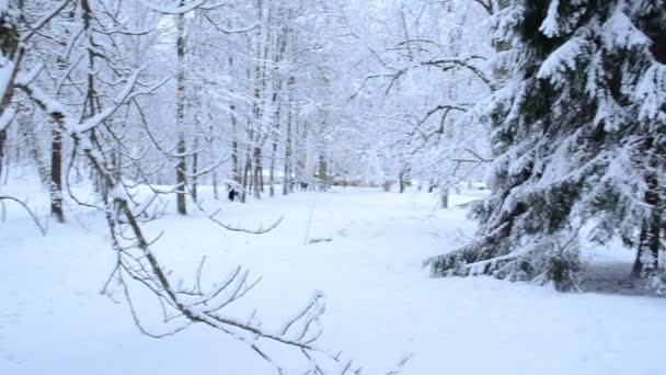 Parque de inverno neve — Vídeo de Stock