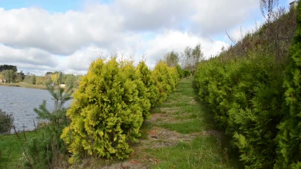 Thuja bush alley avenue tó víz út — Stock videók