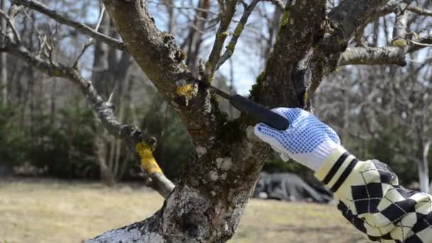 Mujer corte a mano poda lop recorte árbol frutal rama mano sierra primavera — Vídeo de stock