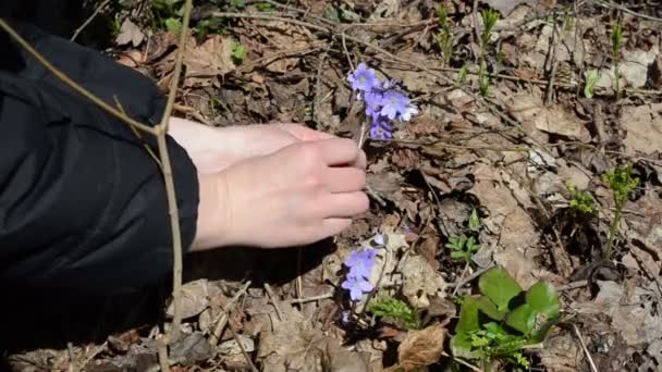 Дівчина вибирає маленькі фіолетові квіти між сухим листям — стокове відео