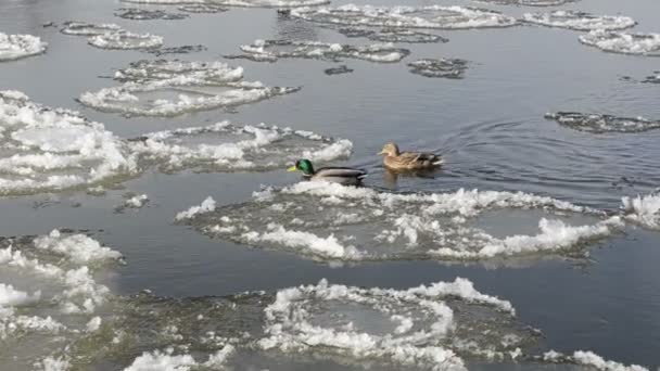 两只小鸭子游泳挨着针对流 — 图库视频影像