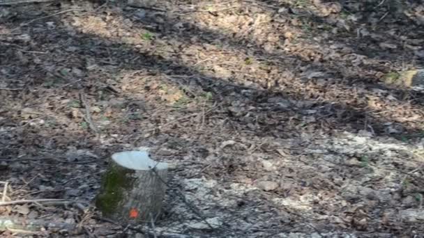 Blick auf Baumstumpf geschnitten, um Baumstämme in einem Haufen im Wald gestapelt schneiden — Stockvideo