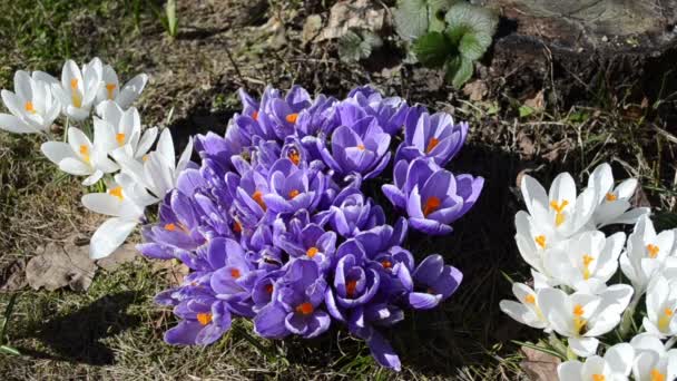 紫のクロッカス花びら蜜蜂 — ストック動画