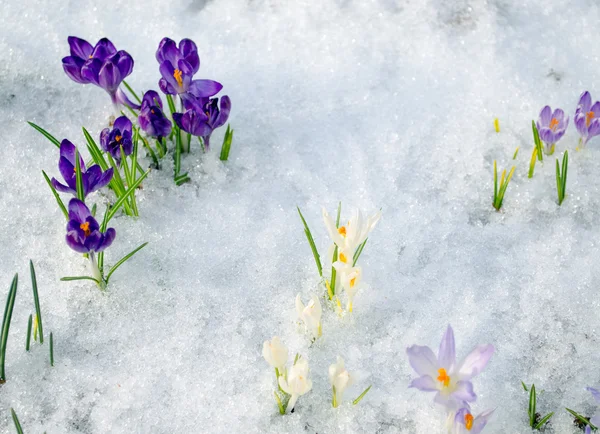 Various saffron crocus flower blooms snow spring — Stock Photo, Image