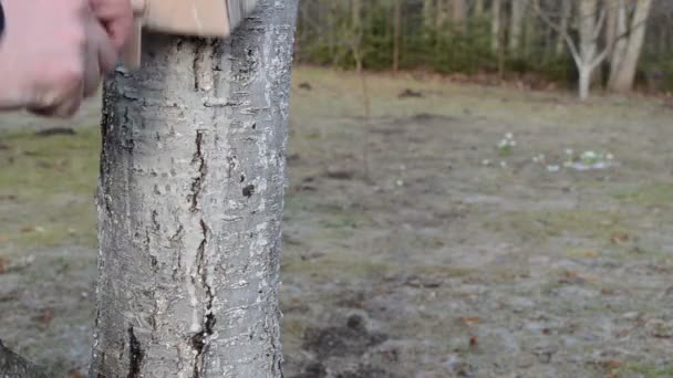 Zahradník běloba ovoce třešňový strom kmen zahradní jarní práce — Stock video