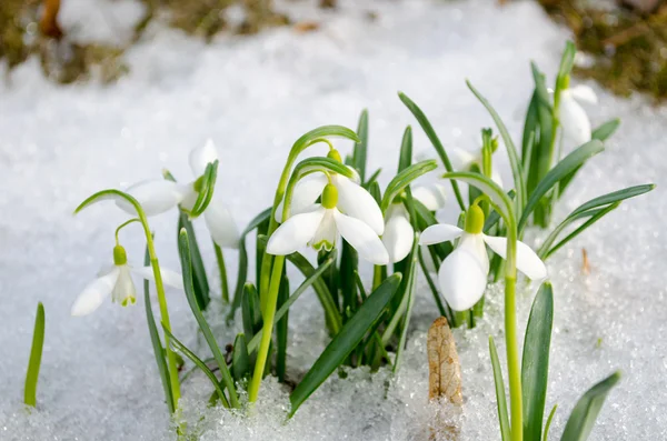 Printemps chute de neige flocons de neige fleurs fleurs neige — Photo