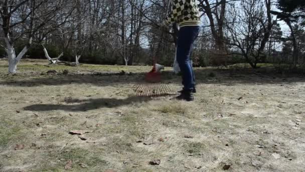 Giardino femminile rastrello foglie erba secca e gatto a piedi in primavera — Video Stock