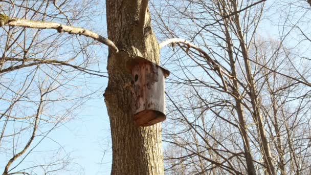 Casca de árvore fez caixas de aninhamento pendurado em um ramo de árvore no parque — Vídeo de Stock