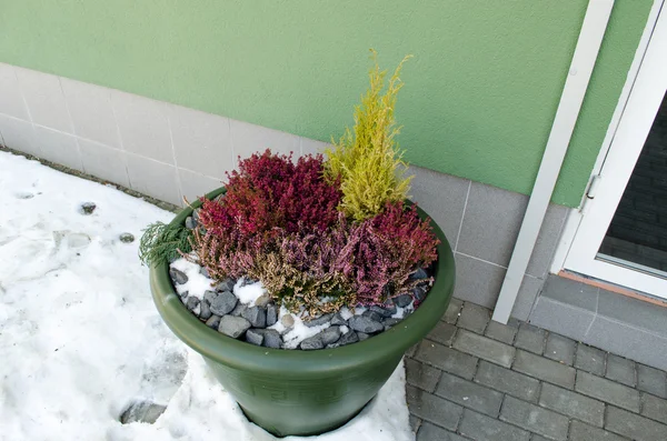 Maceta de plástico decorativo brezo piedras puerta de oficina — Foto de Stock