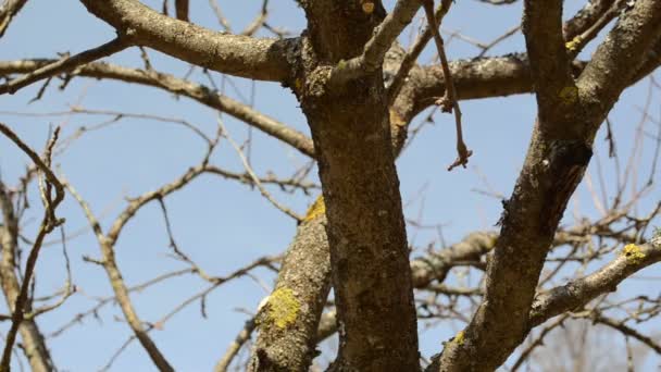Obstbaum schneiden trimmen zwei Handscheren Frühling Garten — Stockvideo
