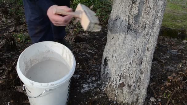 Árbol de encalado — Vídeo de stock