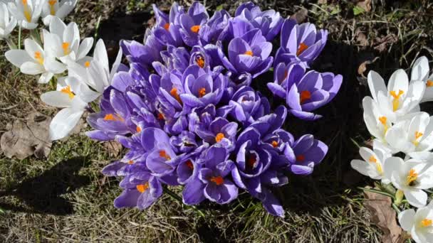 Humla crocus safrron — Stockvideo