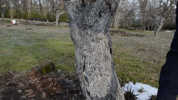 Hombre blanqueamiento manzana árbol frutal tronco corteza jardín primavera obras — Vídeo de stock