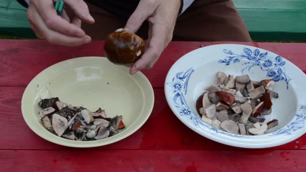 Hombre mano limpia otoño cep boletus hongo cuchillo — Vídeos de Stock