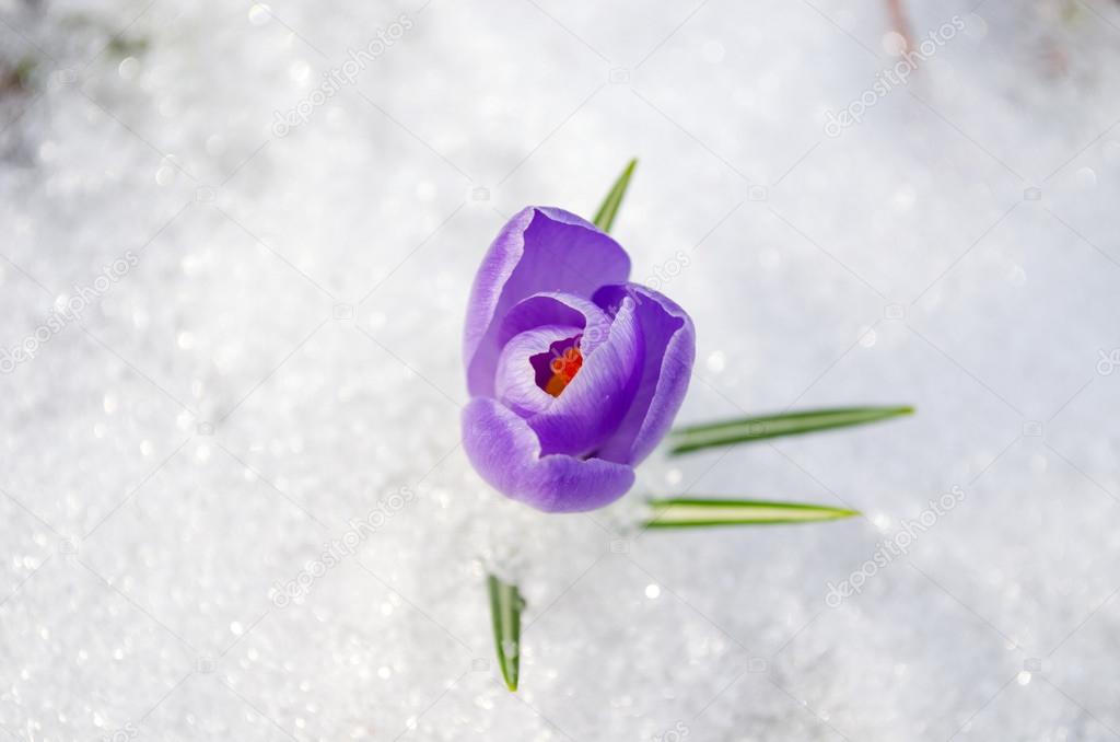 saffron crocus blue spring bloom closeup in snow