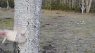 İlk Bahar adam mezgit armut meyve ağacının gövde kabuğu bahçe işleri