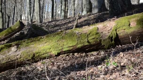 Déracinés grands arbres moussus sur les vieilles feuilles sèches — Video