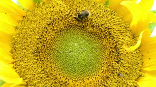 Sonnenblumenblüte Hummel — Stockvideo