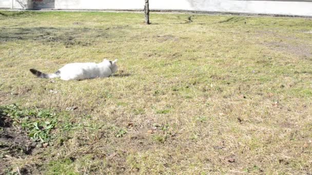 Gato pose um caçador — Vídeo de Stock