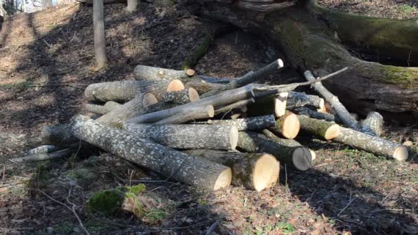 Early spring morning forest worker handles the cut logs — Stock Video