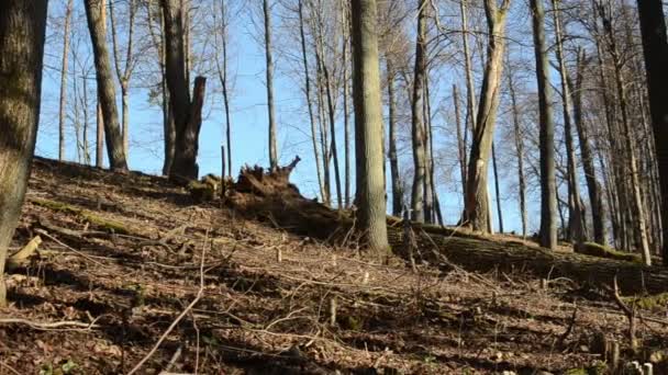 Forest view dry leaves fallen tree branch stumps — Stock Video