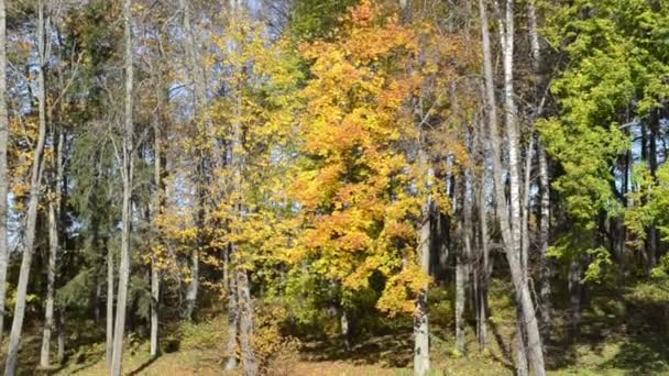 Herfst levendige boom groeien lake shore silhouet reflectie — Stockvideo
