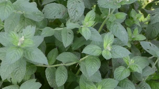 Mint plant herb leaf — Stock Video