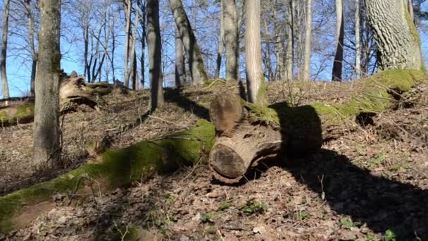 Wald trockenes Blatt und umgestürzte alte Bäume — Stockvideo