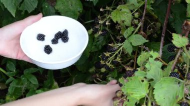 kadın böğürtlen berry