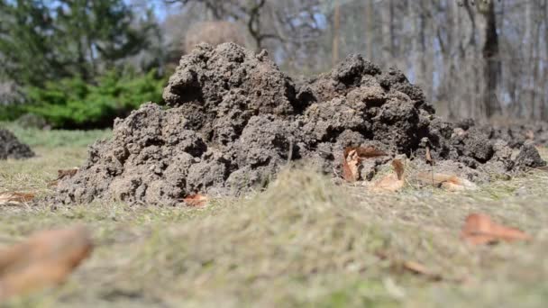 Jardinier niveau râteau outil molehill sol jardin pelouse prairie printemps — Video