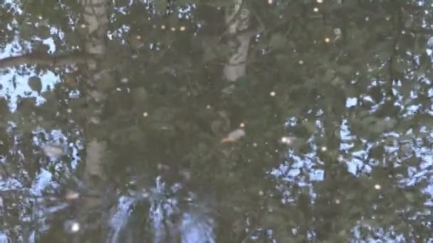 호수 연못 물 자작나무 트리 반사 리플 — 비디오