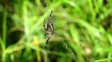 Wasp örümcek argiope bruennichi hareket Rüzgar