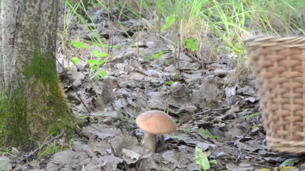 Cappuccio rosso raccolta funghi — Video Stock