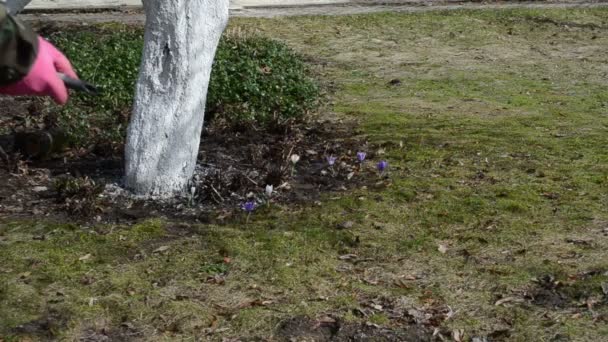 Homme merlan arbre fruitier tronc écorce jardin premiers travaux de printemps — Video