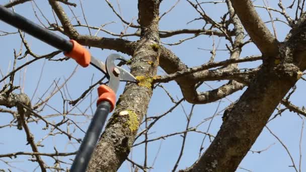 Maszynki do strzyżenia wyciąć drzewo — Wideo stockowe