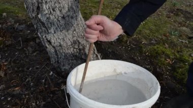 adam hazırlamak meyve ağacı badana sıvı korumak haşarat kova