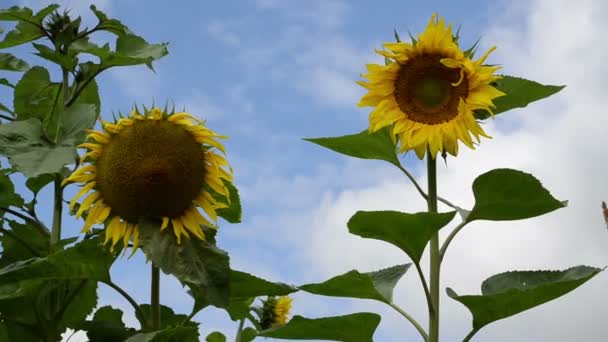 Ripe sunflower head blue cloudy sky — Stock Video