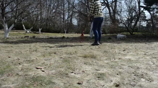 Gardener woman rake leaves dry grass and cat walk in spring — Stock Video