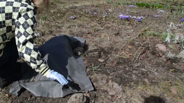 Beheerde tuin tuinman nadat winter roze bloemen onthult — Stockvideo