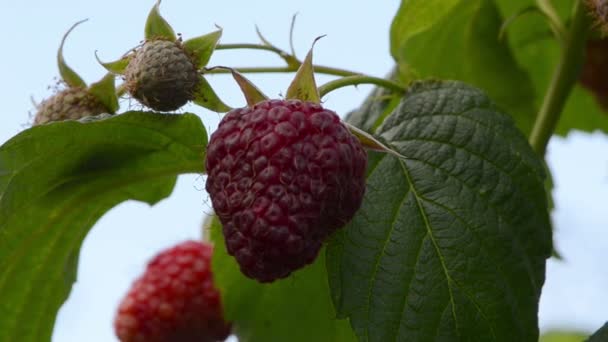 Raspberry closeup healthy — Stock Video