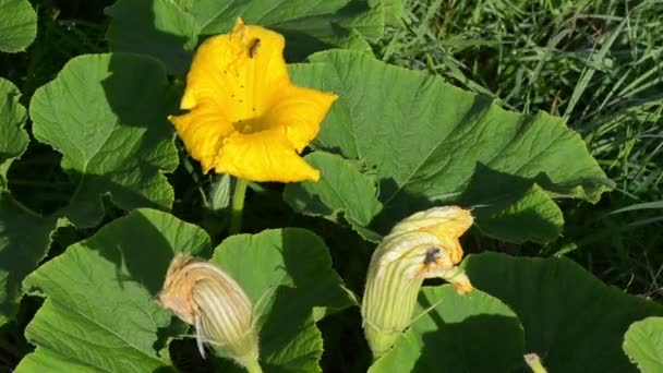 Abeja flor de calabaza — Vídeo de stock