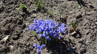 bahar çiçekleri iris Bahçe